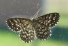 Scopula tessellaria